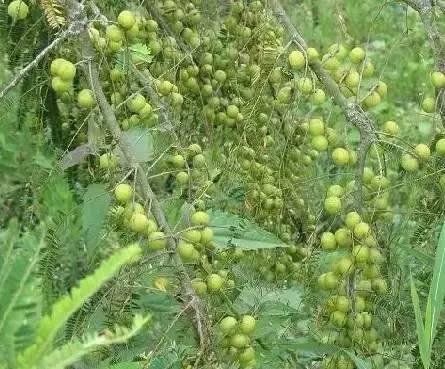 海南热带宝岛的魅力之旅探秘之旅